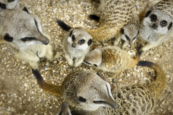 Week in wildlife: A mob of meerkats at Bristol Zoo Gardens