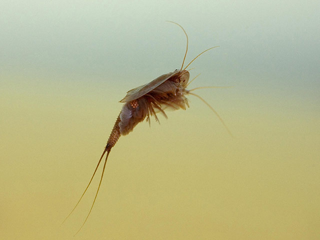 Week in wildlife: A tadpole shrimp, Triops cancriformis, found at Caerlaverock