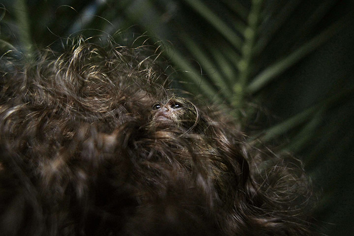 Week in wildlife: A Pygmy Marmoset at a primates rescue and rehabilitation centre