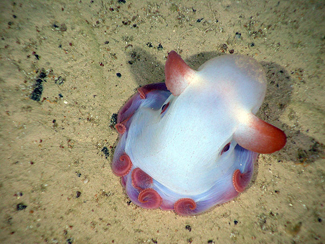 Week in wildlife: An octopus, one of the unidentified species discovered in Newfoundland