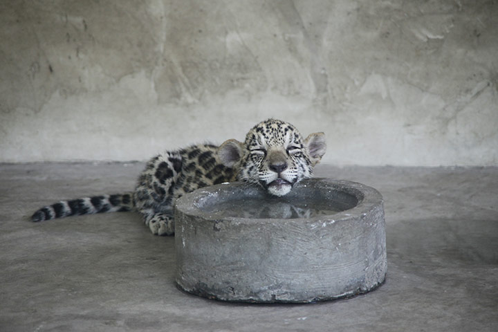 Week in wildlife: A leopard cub sleeps on a water bowl in Shanghai
