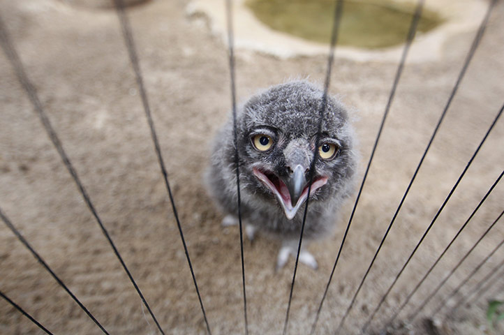 Week in wildlife: A young snowy owl at Hanover Zoo, Germany 
