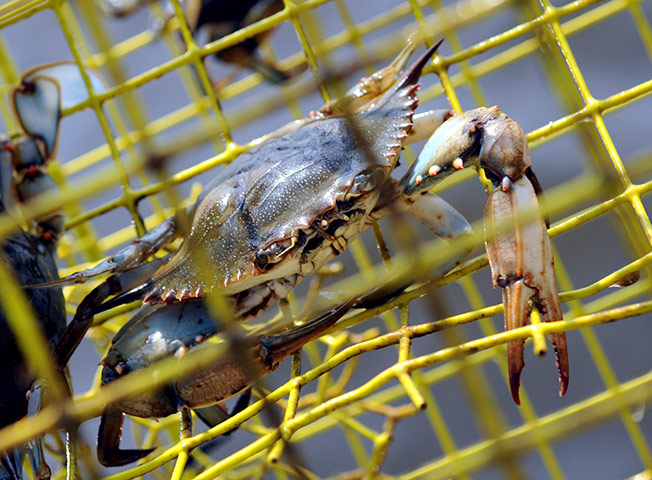 Week in wildlife: A blue crab inside a crab fisherman's trap in Louisiana