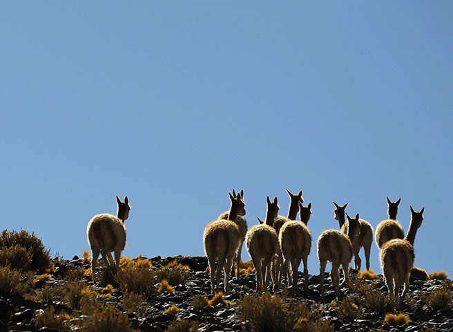 Week in wildlife: A herd of vicunas graze near the Laguna Caro, Argentine Puna region