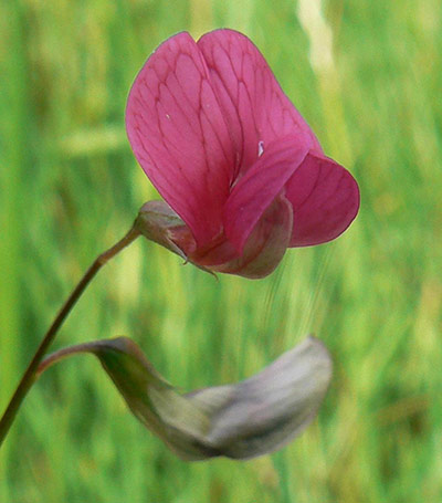 Week in wildlife: Grass vetchling (Lathyrus nissolia), an uncommon 25cm-tall native plant