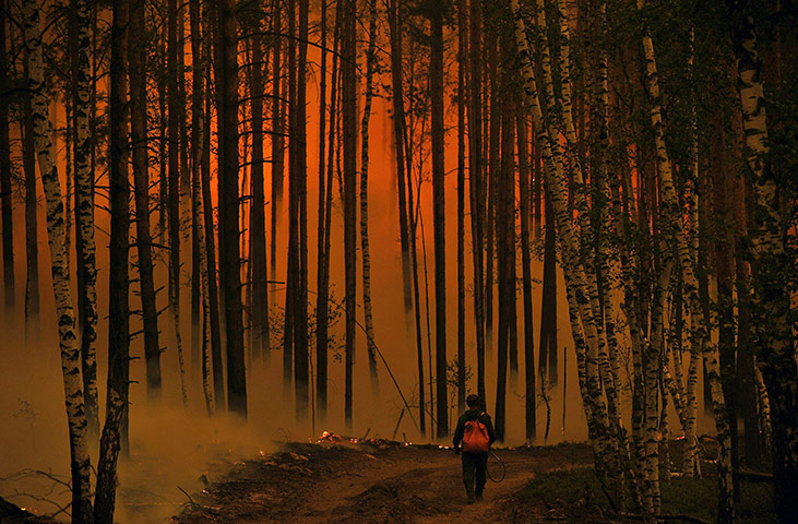 Wildfires in Russia : A firefighter walks in a burning forest near the village of Golovanovo