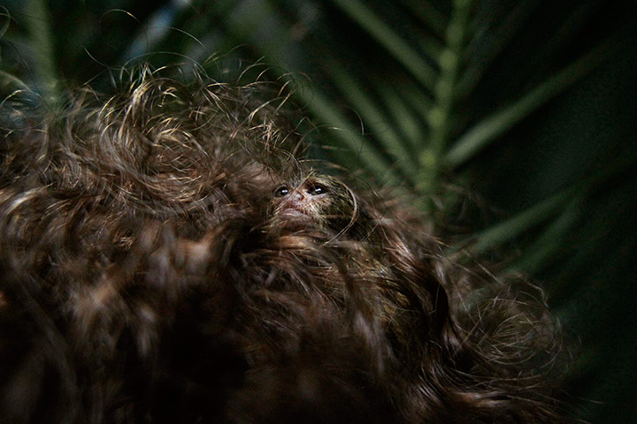 24 hours in pictures: A Pygmy Marmoset is seen among of the hairs of a keeper, Chile