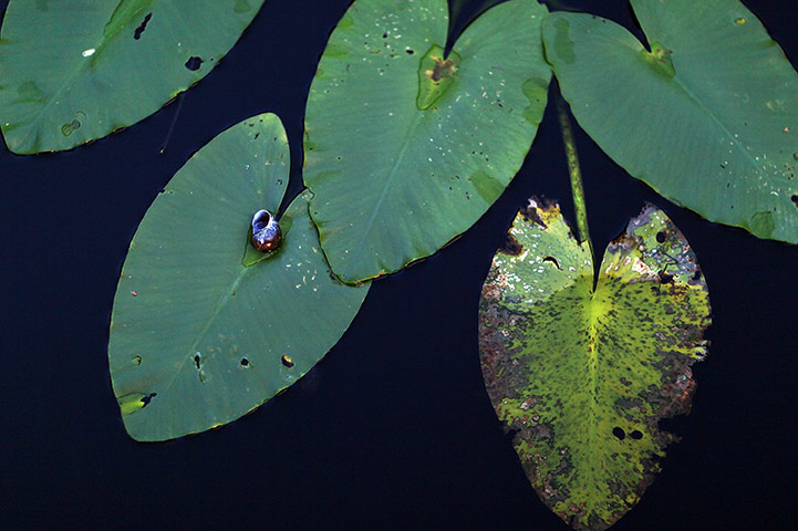 24 hours in pictures: Florida Scales Back Everglades Sugar Land Deal