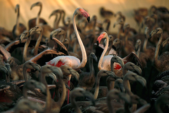 24 hours in pics: Flamingo chicks are gathered at the Fuente de Piedra natural reserve