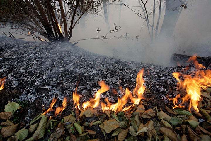 russia update: A forest fire spreads in Nizhny Novgorod region, Russia