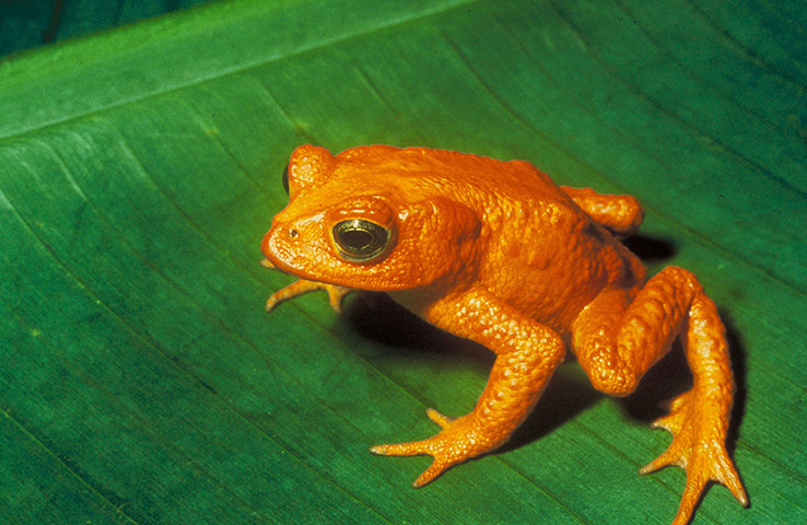 lost amphibians: a Incilius periglenes, Golden toad