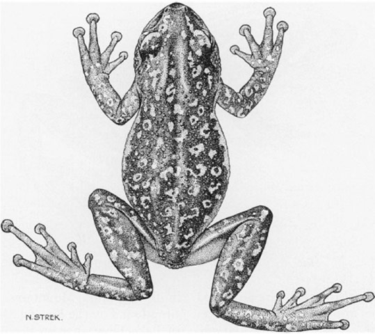 lost amphibians: Callixalus pictus 