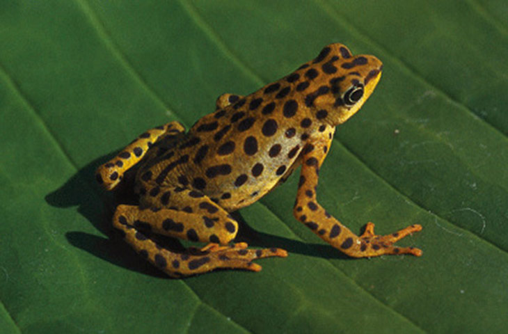 lost amphibians: Atelopus balios