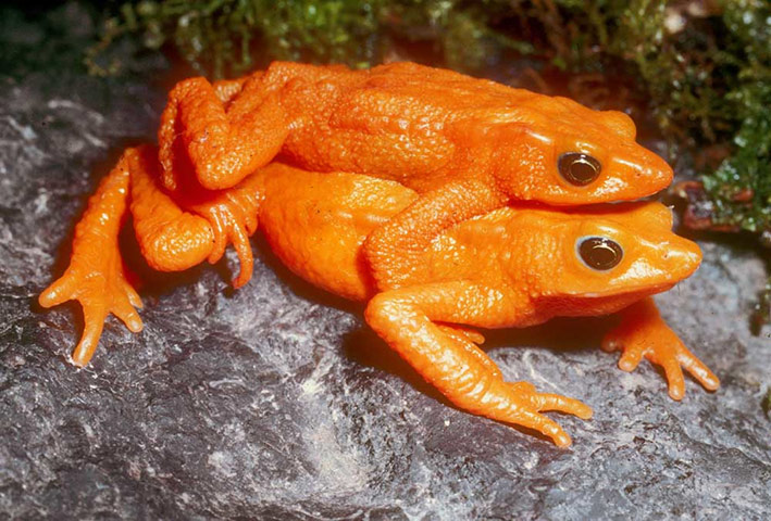 lost amphibians: Atelopus sorianoi