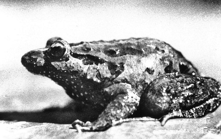 lost amphibians: Discoglossus nigriventer