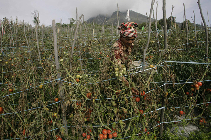 Mount Sinabung: A villager who was evacuated returns to his village in Tanah Karo