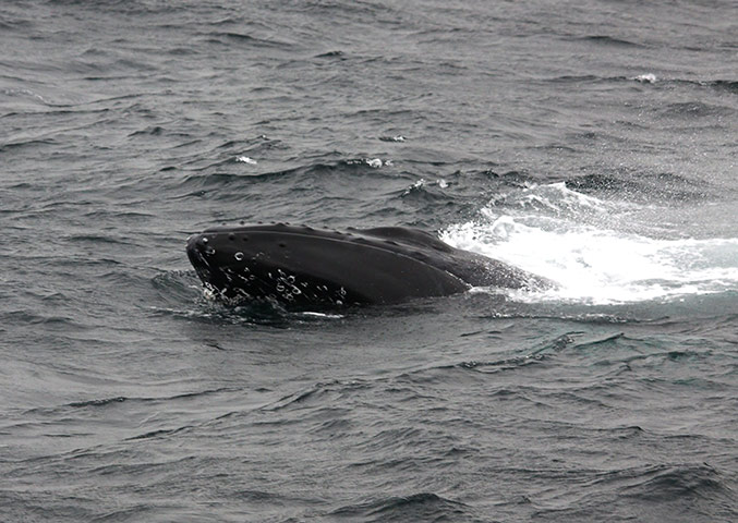 Week in wildlife: humpback whale caught in creel fishing buoys 
