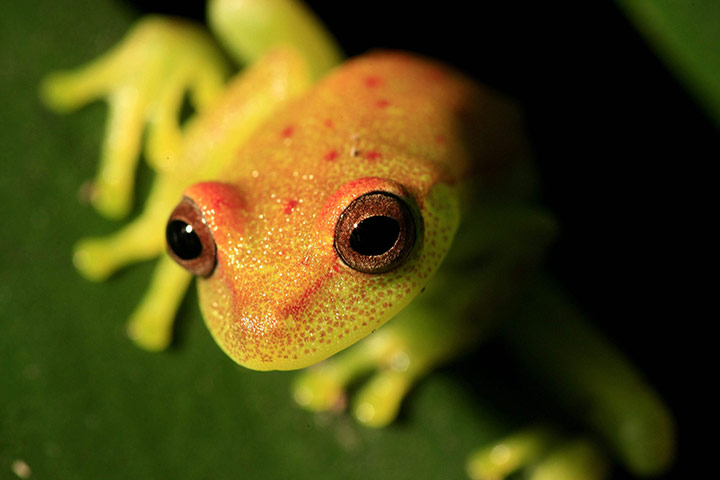 Week in wildlife: WILD LIFE IN COLOMBIAN AMAZON