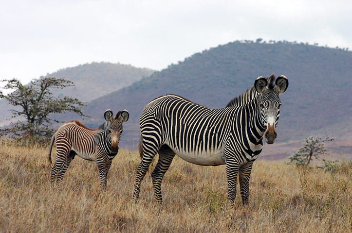 Week in wildlife: Kenyan tribes helping to track endangered zebra