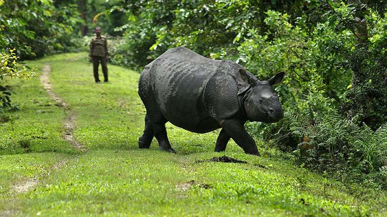 Week in wildlife: An Indian one horned Rhino 