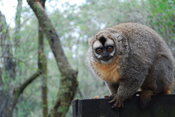 Week in wildlife:  Azara owl monkey 