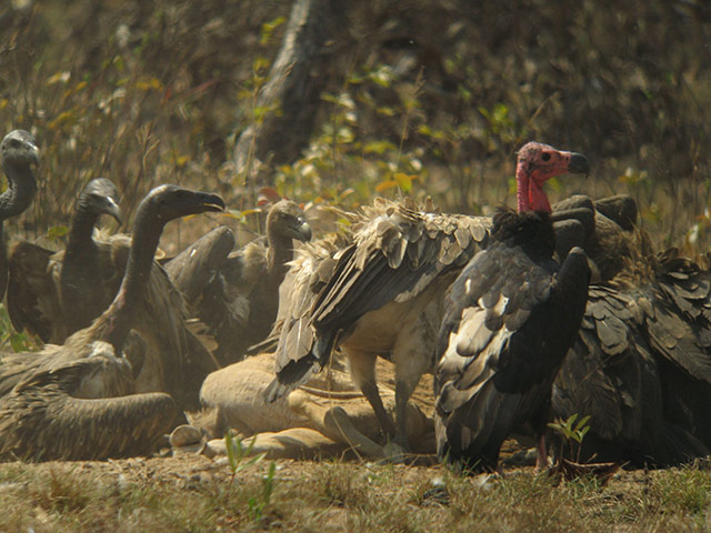 Week in wildlife: Vultures in Cambodia