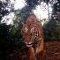 Week in wildlife: camera-trap images : a tiger