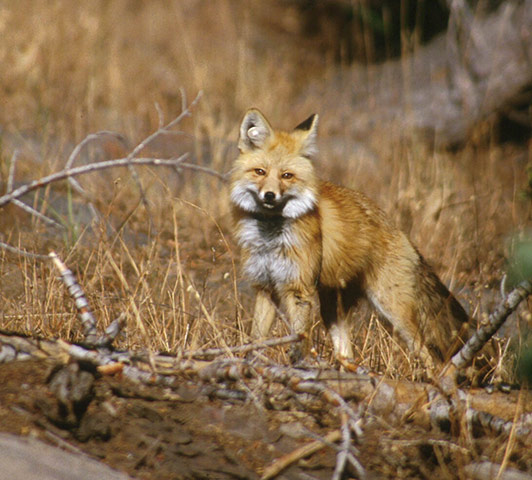 Week in wildlife: The Sierra Nevada red fox