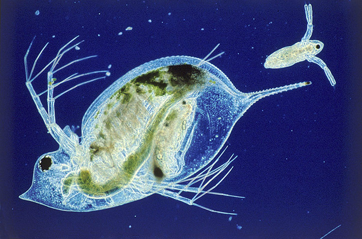 Week in wildlife: Water flea with young at birth