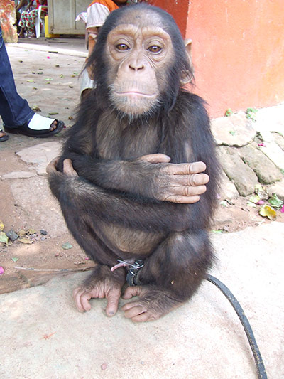 Week in wildlife: Orphaned chimpanzees in the Democratic Republic of the Congo