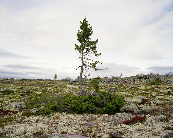 Week in wildlife: to illustrate link to The world’s oldest living things: Rachel Sussman