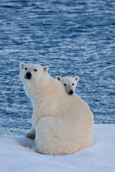 Week in wildlife: A polar bear cub