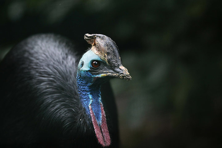 24 hours in pictures: A male Southern Cassowary walks through his enclosure at the zoo