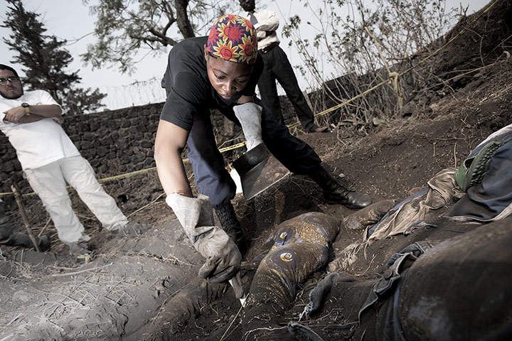 congo csi: congo csi