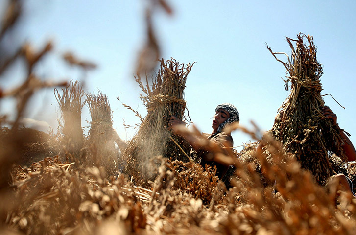24 hours: Palestinian farmers collect their sesame crops