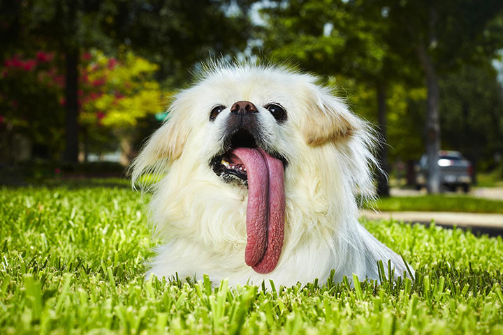 Record breaking animals: Puggy the Pekingese whose 4.5 inch tongue is the longest of any dog