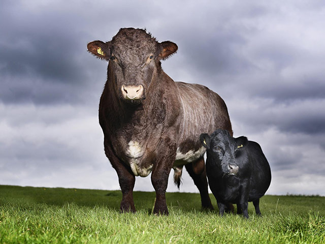 Record breaking animals: Record breaking animals