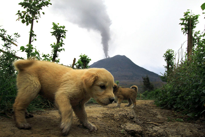 24 hours in pictures: Abandoned puppies roam a village near the erupting Mount Sinabung