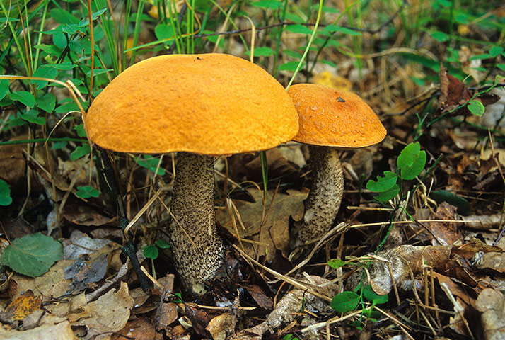 mushroomsguide: Mushroom - orange birch bolete