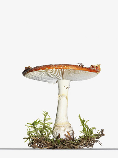mushroomsguide: Mushroom - flay agaric
