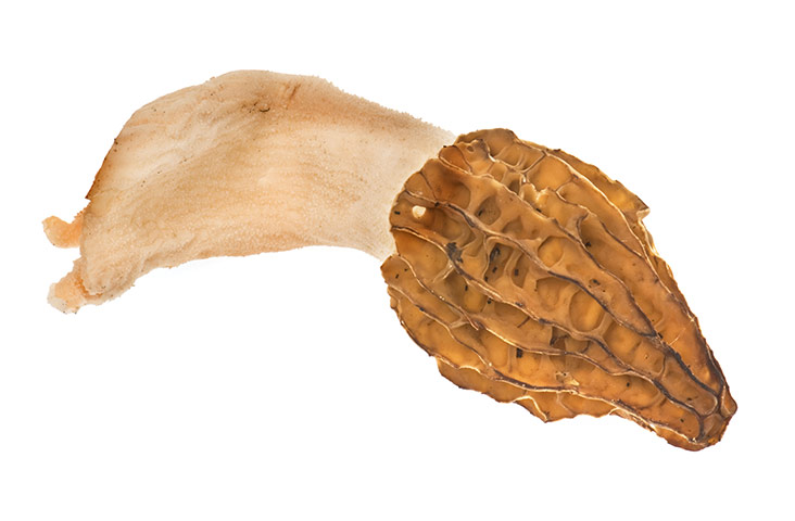 mushroomsguide: Mushroom - common morel