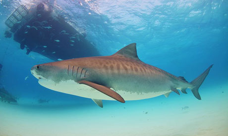 Tiger shark
