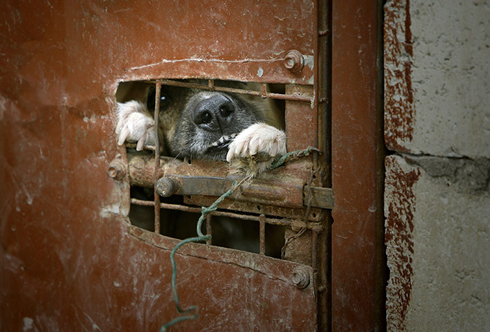 24 hours: Monteverde, Lebanon: A dog peaks out of a hole in his cage