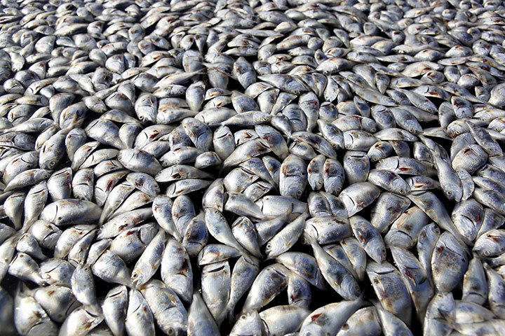 24 hours: Louisiana, USA: Fish carcasses in the Bayou Chaland area