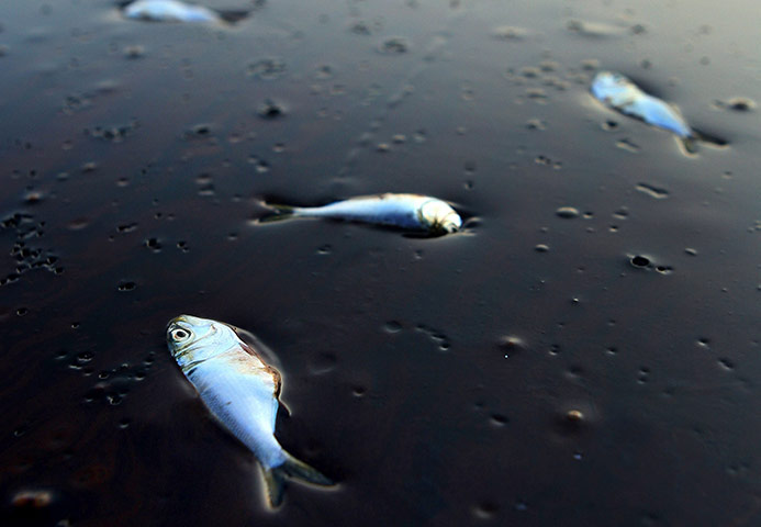 Business Week: File image of dead Poggy fish in oil in Bay Jimmy, Louisiana