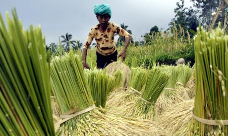 Bali indonesia green