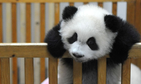 Baby-Panda-Born-at-Chengd-006.jpg