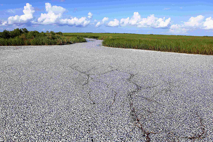 week in wildlife: massive fish kill in the Bayou Chaland, Plaquemines Parish