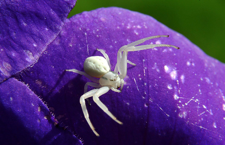 week in wildlife: Crab spider on princess flower