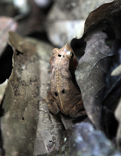 week in wildlife: A frog is seen near Tiputini river, Yasuni National Park